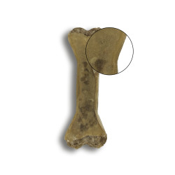 Bubalicious Kość Adult o smaku krewetki z dodatkiem owoców dzikiej róży i witamin 17cm 3721