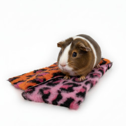 BUBA Legowisko antypoślizgowe DRY BED mini dla gryzoni i małych zwierząt MIX kolorów