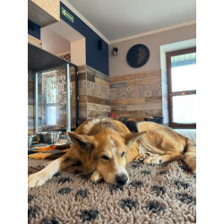 BUBA dry bed CEGIEŁKA 164x20cm - wspieramy DIOZ