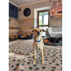 BUBA dry bed CEGIEŁKA 164x20cm - wspieramy DIOZ