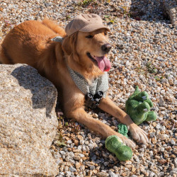 ZippyPaws zabawka dla psa Dinozaur bungee ZP1125