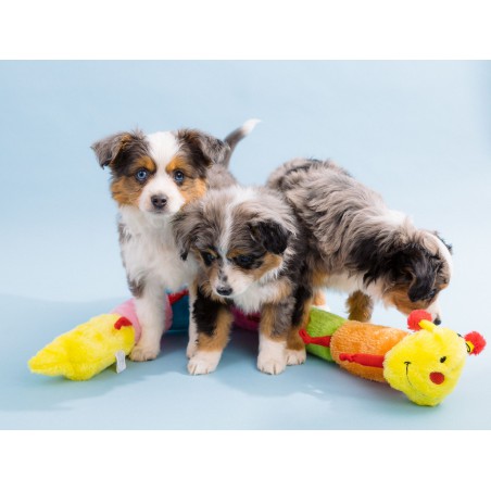 ZippyPaws pluszowa Stonoga XXL ZP032